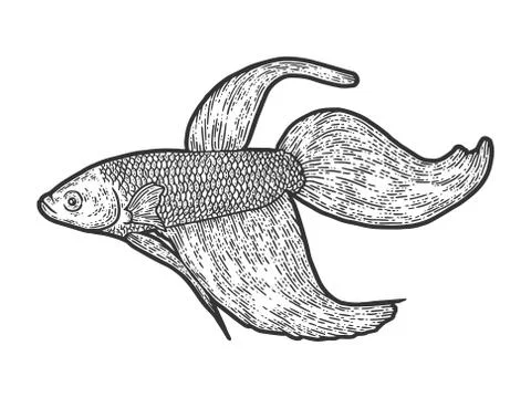 Siamese fighting fish. Engraving vector illustration. Sketch scratch board Stock Illustration