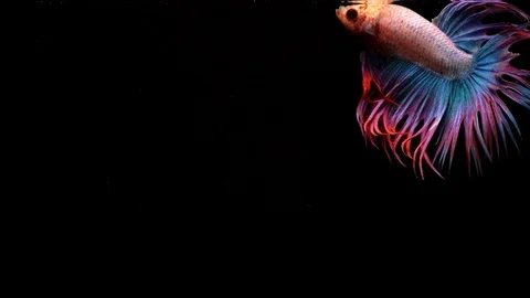 Siamese fighting fish Stock Footage 95112983