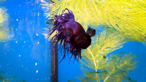 Siamese fighting fish Stock Footage 97864462