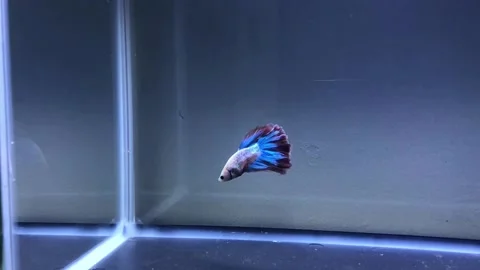 Siamese fighting fish Stock Footage 220538145