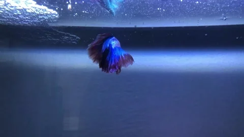 Siamese fighting fish Stock Footage 220538153