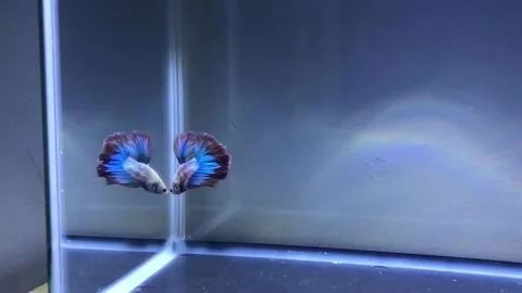 Siamese fighting fish Stock Footage 220538159