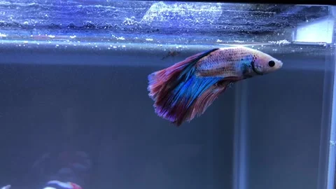 Siamese fighting fish Stock Footage 220538161