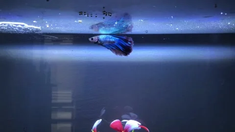 Siamese fighting fish Stock Footage 220538162