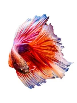 Siamese fighting fish Half moon Stock Photos