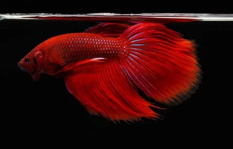 Siamese fighting fish isolated on black background. Stock Photos