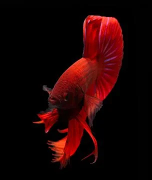 Siamese fighting fish isolated on black background. Stock Photos