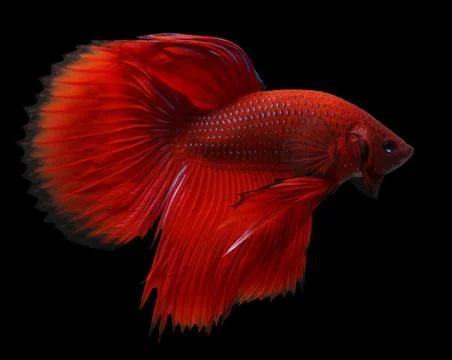 Siamese fighting fish isolated on black background. Stock Photos