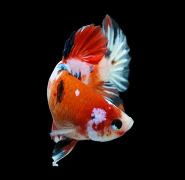Siamese fighting fish isolated on black background. Stock Photos