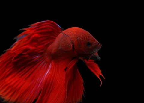 Siamese fighting fish isolated on black background. Stock Photos