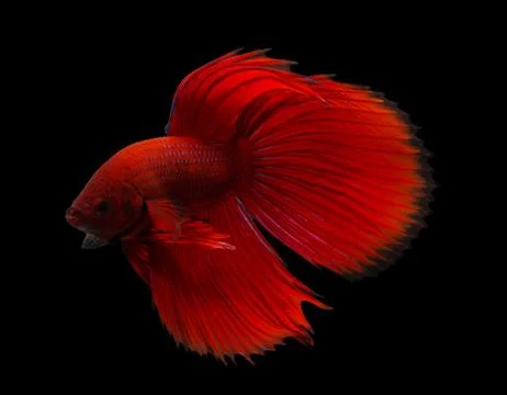 Siamese fighting fish isolated on black background. Stock Photos