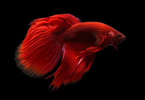 Siamese fighting fish isolated on black background. Stock Photos