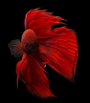 Siamese fighting fish isolated on black background. Stock Photos