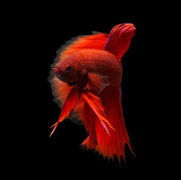 Siamese fighting fish isolated on black background. Stock Photos