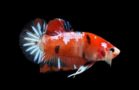Siamese fighting fish isolated on black background. Stock Photos