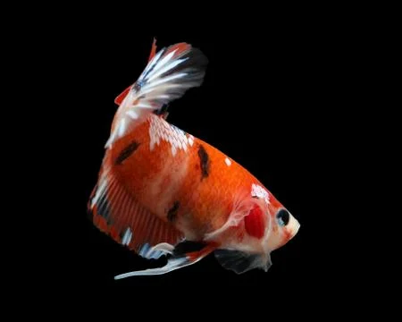 Siamese fighting fish isolated on black background. Stock Photos