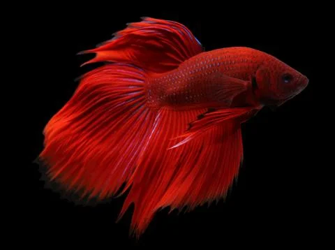 Siamese fighting fish isolated on black background. Stock Photos