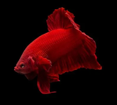Siamese fighting fish isolated on black background. Stock Photos