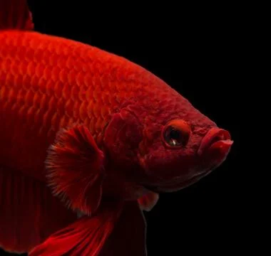 Siamese fighting fish isolated on black background. Stock Photos