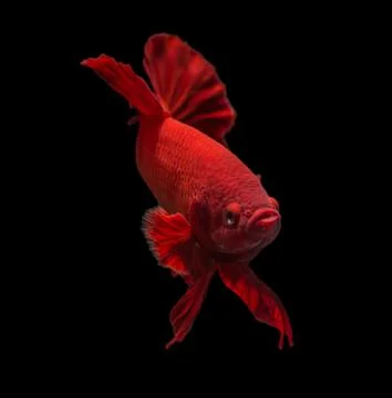 Siamese fighting fish isolated on black background. Stock Photos