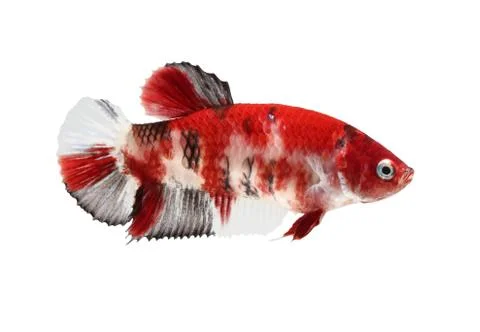 Siamese fighting fish (koi style), betta isolated on white background. Stock Photos