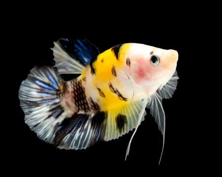 Siamese fighting fish (koi style) isolated on black background. Stock Photos