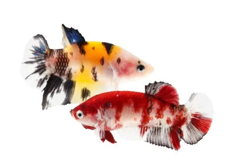 Siamese fighting fish (koi style), betta isolated on white background. Stock Photos