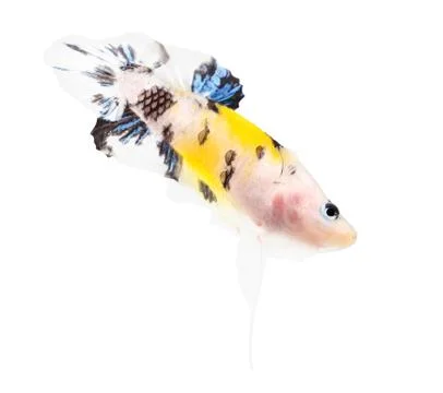 Siamese fighting fish (koi style), betta isolated on white background. Stock Photos