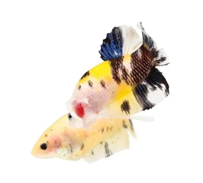 Siamese fighting fish (koi style), betta isolated on white background. Stock Photos