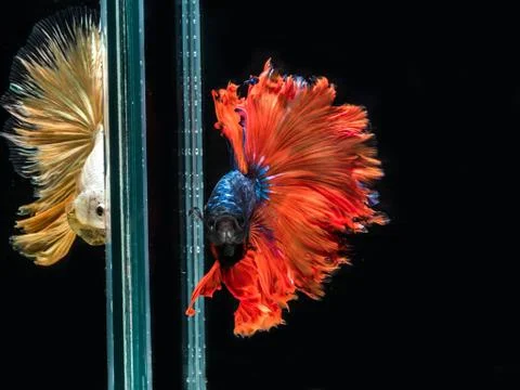Siamese Fighting fish, movement of Multi colour siamese fighting fish Stock Photos