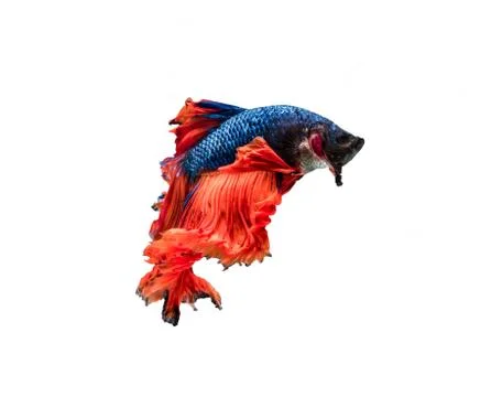 Siamese Fighting fish, movement of Multi colour siamese fighting fish Stock Photos