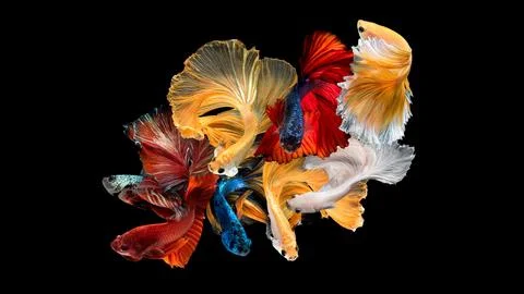 Siamese fighting fish or Betta fish in close up motion Photos