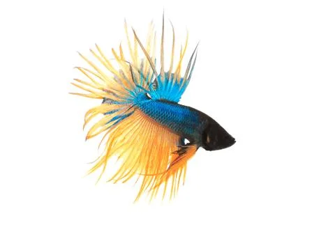 Siamese fighting fish Stock Photos