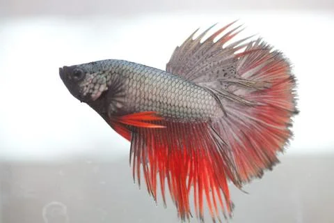 Siamese fighting fish Foto stock