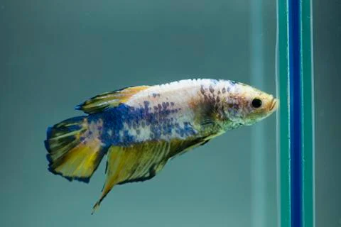 Siamese fighting fish Stock Photos