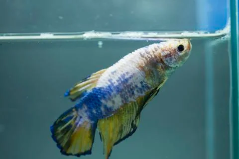 Siamese fighting fish Stock Photos