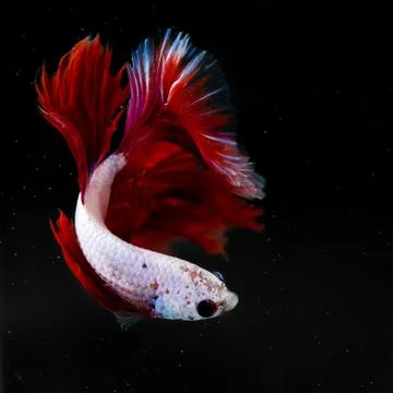 Siamese fighting fish Stock-Fotos