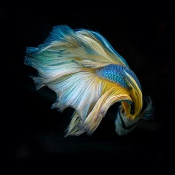 Siamese fighting fish Stock Photos