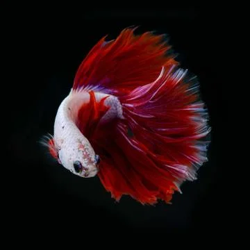 Siamese fighting fish Stock Photos