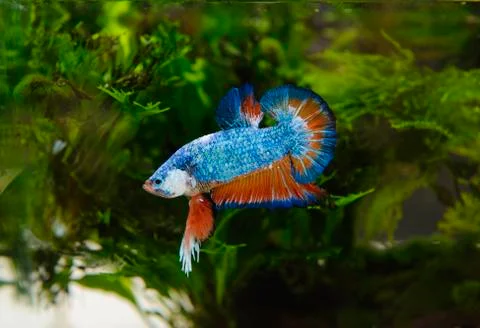 Siamese fighting fish Stock Photos