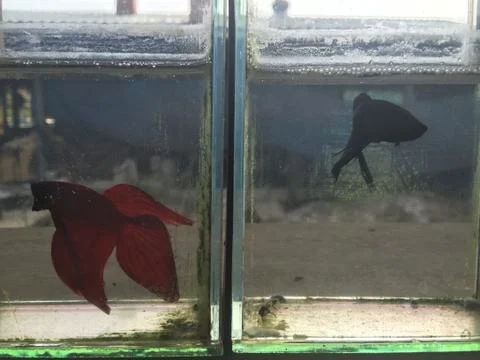 Siamese Fighting Fish Stock Photos