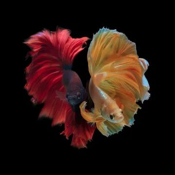 Siamese fighting fish Stock Photos