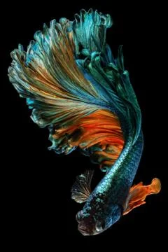 Siamese fighting fish Stock Photos