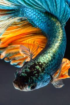 Siamese fighting fish Stock Photos