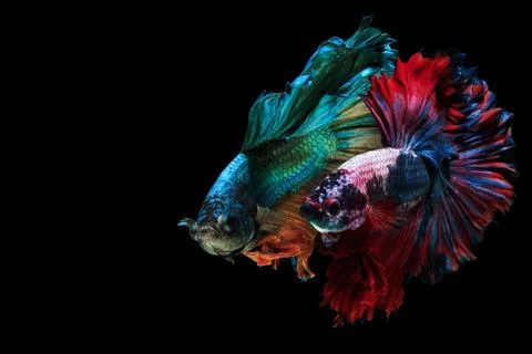 Siamese fighting fish Stock Photos