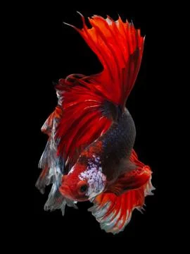 Siamese fighting fish Stock Photos