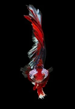 Siamese fighting fish Stock Photos