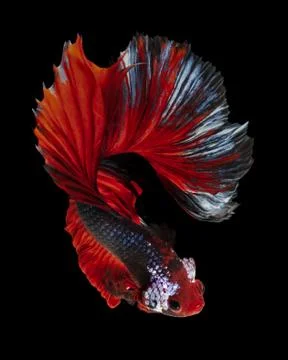 Siamese fighting fish Stock Photos