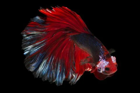 Siamese fighting fish Stock Photos