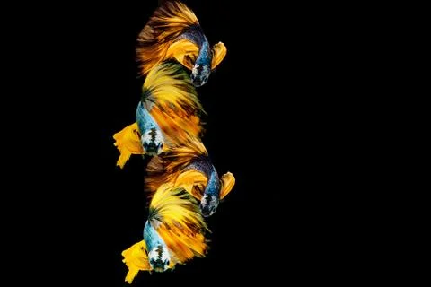 Siamese fighting fish. Foto stock